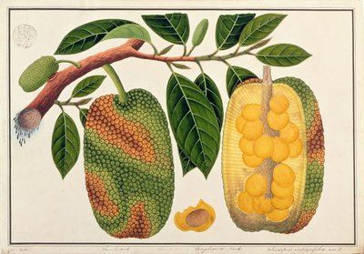Champedak Artocarpus integrifolia or Longleaved Jack, from Drawings of Plants from Malacca, c.1805-18 by Chinese School
